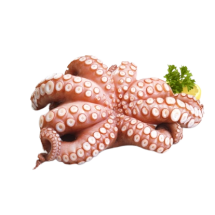 WHOLE OCTOPUS